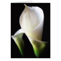 Calla Lily 4 Greeting Cards
