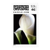 Calla Lily 4 Postage Stamps
