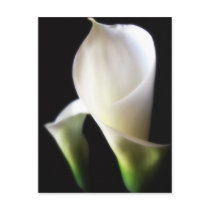 Calla Lily 4 Postcards