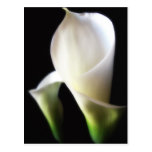 Calla Lily 4 Postcards