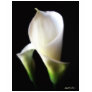 Calla Lily 4