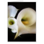 Calla Lily 5