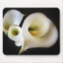 Calla Lily 5