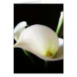 Calla Lily 7 Card