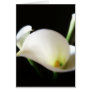 Calla Lily 7