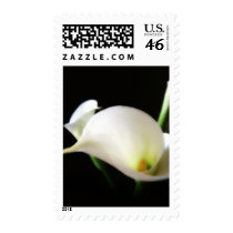 Calla Lily 7 Stamp