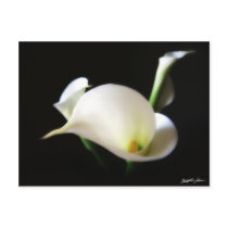 Calla Lily 7 Postcard
