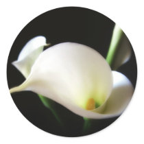 Calla Lily 7 Stickers