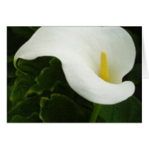 Calla Lily 8 Painterly Cards