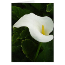 Calla Lily 8 Painterly Greeting Cards