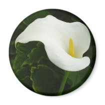 Calla Lily 8 Painterly Refrigerator Magnet