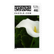 Calla Lily 8 Painterly Postage Stamps