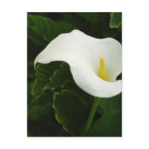 Calla Lily 8 Painterly Postcard