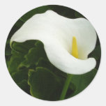 Calla Lily 8 Painterly Round Stickers