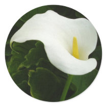 Calla Lily 8 Painterly Round Stickers