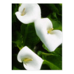 Calla Lily 9 Post Cards
