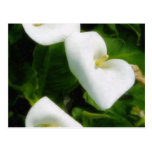 Calla Lily 9 Watercolor Post Cards