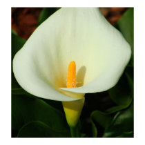 Calla Lily Canvas Print