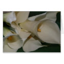 Calla Lily cards by sunfun38 Calla Lily cards