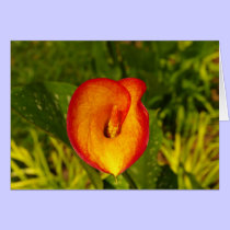 Calla Lily cards