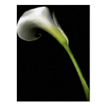 Calla Lily Cards Postcards