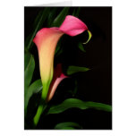 Calla Lily Flower Art Card
