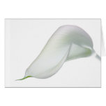 Calla Lily Flower Card