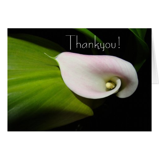 Calla Lily Flower Thankyou Card