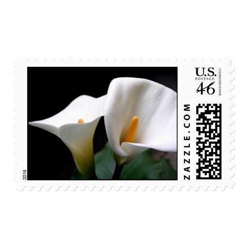 Calla Lily Flowering Postage Stamp