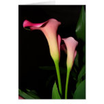Calla Lily Flowers Card