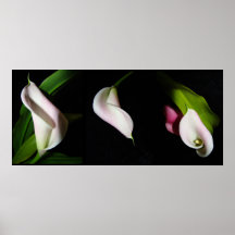 Calla Lily Flowers Photography l Print