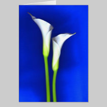 Calla Lily Greeting Card cards