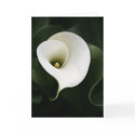 Calla Lily Greeting Card (no border) by DLUXE_08 Calla Lily Greeting Card (no border)