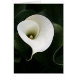 Calla Lily Greeting Card (no border)