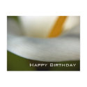 Calla Lily | Happy Birthday postcards