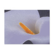 Calla Lily Illustration Art Collectible Postcards
