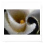 calla, lily, rmpressionist, oil, paint, painting,