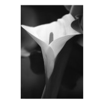 Calla Lily in black and white posters by nicholaslopez Calla Lily in black and white posters