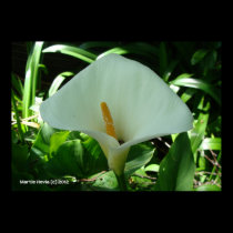 Calla Lily in Green posters