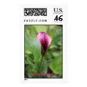 Calla Lily Kissed by Rain postage