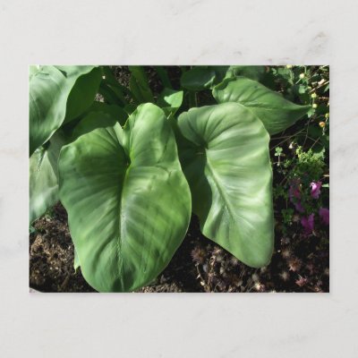 Calla Lily Leaf