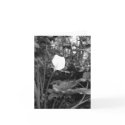 Calla Lily notecards
