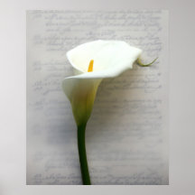 calla lily on old handwriting huge poster
