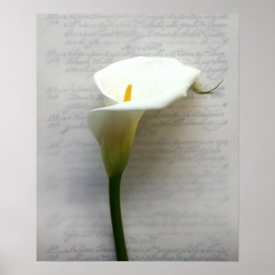 calla lily on old handwriting small poster by alicing
