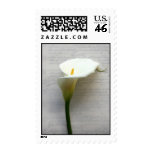 calla lily on old handwriting stamps