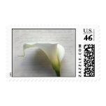 calla lily on old script handwriting postage stamp