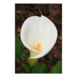 Calla lily photographic print
