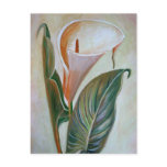 Calla Lily Post Cards