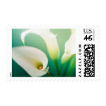 Calla Lily stamps
