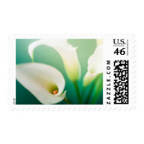Calla Lily Stamps